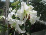 Lilie 'Casa Blanca' - Orientální hybridy