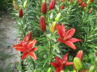 Lilium x hybridum  'Red Sensation'  Lilie Pflanze