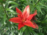 Lilium x hybridum    'Red Sensation'  Lilie Blüten