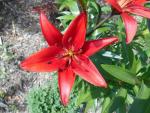 Lilium x hybridum          'Red Sensation'  Lilie Blüten