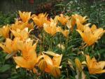 Lilium x hybridum   'Orange Tycoon'  Lilie Pflanze