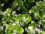 Begonie stálokvětá 'Olomouc' (Begonia semperflorens)