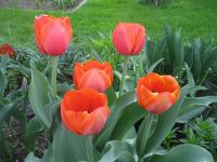 Tulipán 'Ad Rem' - Darwin hybridy (Tulipa)
