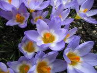 Šafrán Sieberův 'Tricolor' (Crocus sieberi)