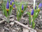 Šafrán Sieberův 'Tricolor' (Crocus sieberi)