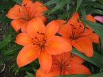 Lilium x hybridum  'Orange Pixie'  Lilie Pflanze