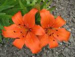 Lilium x hybridum   'Orange Pixie'  Lilie Pflanze