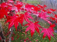 Javor dlanitolistý 'Bloodgood' (Acer palmatum)
