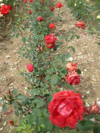 Růže 'Lidka' - Velkokvěté růže (Rosa)