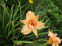 Denivka (Hemerocallis)