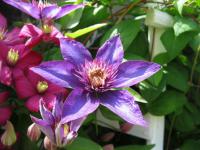 Plamének (Clematis)