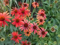 Třapatkovka nachová 'Cheyenne Spirit' (Echinacea purpurea)
