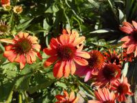 Třapatkovka nachová 'Cheyenne Spirit' (Echinacea purpurea)