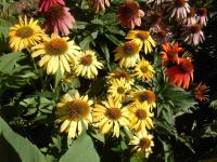 Třapatkovka nachová 'Cheyenne Spirit' (Echinacea purpurea)