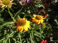Třapatkovka nachová 'Cheyenne Spirit' (Echinacea purpurea)