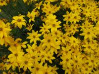 Krásnoočko přeslenité 'Grandiflora' (Coreopsis verticillata)