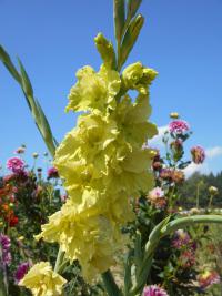 Mečík (Gladiolus)