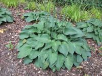 Bohyška 'Pasture News' (Hosta)