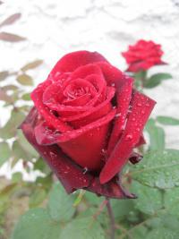 Růže 'Barcarolle' - Velkokvěté růže, čajohybridy (Rosa)