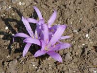 Ocúnovec jarní (Colchicum bulbocodium)