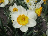 Narcis 'Sound' - Trubkovité narcisy (Narcissus)