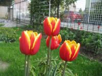 Tulipán 'Denmark' - Triumph tulipány (Tulipa)