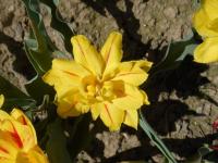 Tulipán 'Monsella' - Plnokvěté rané tulipány (Tulipa)