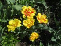 Tulipán 'Monsella' - Plnokvěté rané tulipány (Tulipa)