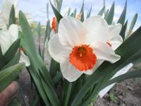 Narcis 'Catalyst' - Velkokorunné narcisy (Narcissus)