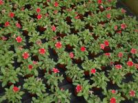 Petúnie (Petunia x hybrida)