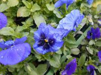 Maceška zahradní (Viola x wittrockiana)