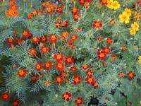 Aksamitník jemnolistý (Tagetes tenuifolia)
