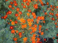 Aksamitník jemnolistý (Tagetes tenuifolia)