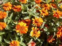 Ostálka sličná 'Profusion Orange' (Zinnia elegans)