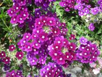 Sporýš zahradní (Verbena x hybrida)