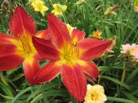 Denivka 'All American Chief' (Hemerocallis)