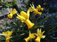Narcis 'Warbler' - Cyclamineus narcisy (Narcissus)
