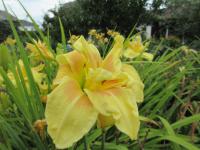 Denivka 'Double Awe' (Hemerocallis)
