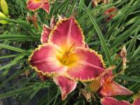 Denivka 'Orchid Electra' (Hemerocallis)