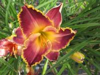 Denivka 'Orchid Electra' (Hemerocallis)