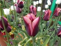 Tulipán 'Slawa' - Triumph tulipány (Tulipa)