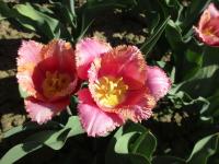 Tulipán 'Aleppo' - Třepenité tulipány (Tulipa)