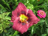 Denivka 'Blackbeard's Wine' (Hemerocallis)