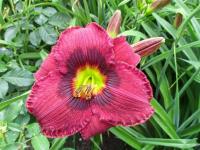 Denivka 'Blackbeard's Wine' (Hemerocallis)