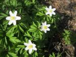 Veternica hájna (Anemone nemorosa)