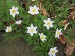 Wood Anemone (Anemone nemorosa)