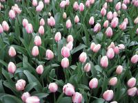 Tulipán 'Salmon Impression' - Darwin hybridy (Tulipa)