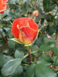 Růže 'Monica' - Velkokvěté růže (Rosa)