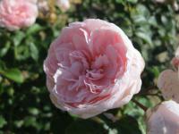 Růže 'Cinderella' (Rosa)