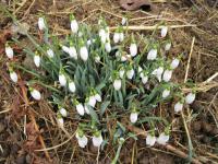Śnieżyczka przebiśnieg (Galanthus nivalis)